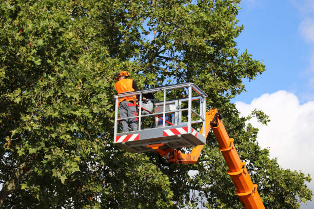 How Our Tree Care Process Works  in  Paloma Creek South, TX